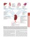 The Principles of Harrison’s Internal Medicine: Kidney and Urinary Tract Diseases 2026