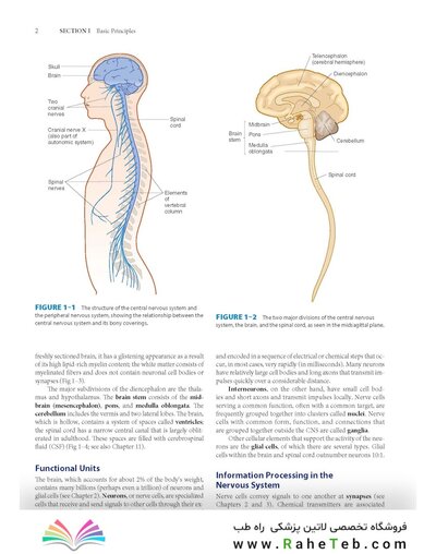 Dutton's Orthopaedic: Examination, Evaluation and Intervention, Seventh Edition