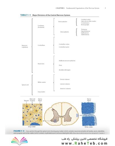 Dutton's Orthopaedic: Examination, Evaluation and Intervention, Seventh Edition