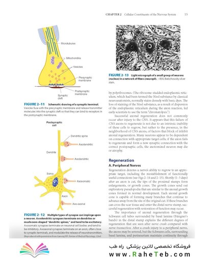 Dutton's Orthopaedic: Examination, Evaluation and Intervention, Seventh Edition