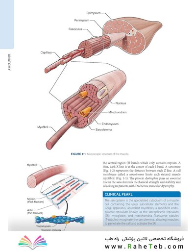 Dutton's Orthopaedic: Examination, Evaluation and Intervention, Seventh Edition