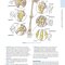 Dutton's Orthopaedic: Examination, Evaluation and Intervention, Seventh Edition