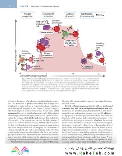 Cellular and Molecular Immunology 11th Edition