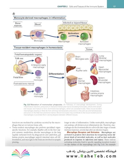 Cellular and Molecular Immunology 11th Edition