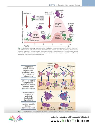 Cellular and Molecular Immunology 11th Edition