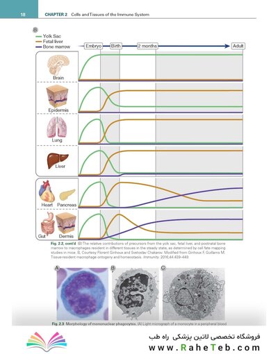 Cellular and Molecular Immunology 11th Edition