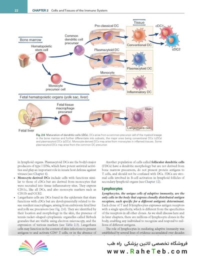 Cellular and Molecular Immunology 11th Edition