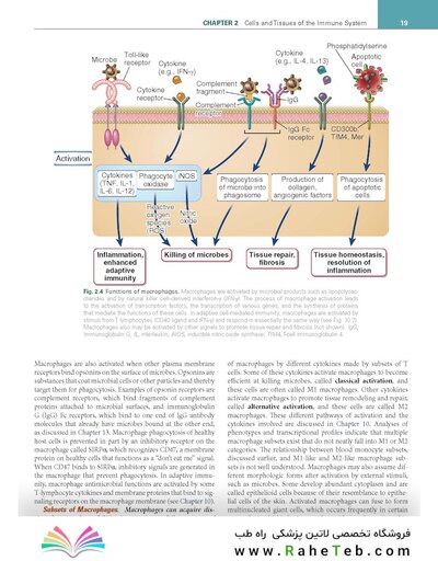 Cellular and Molecular Immunology 11th Edition