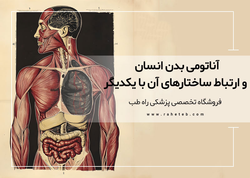 بررسی آناتومی عملکردی بدن انسان و ارتباط ساختارهای آن با یکدیگر