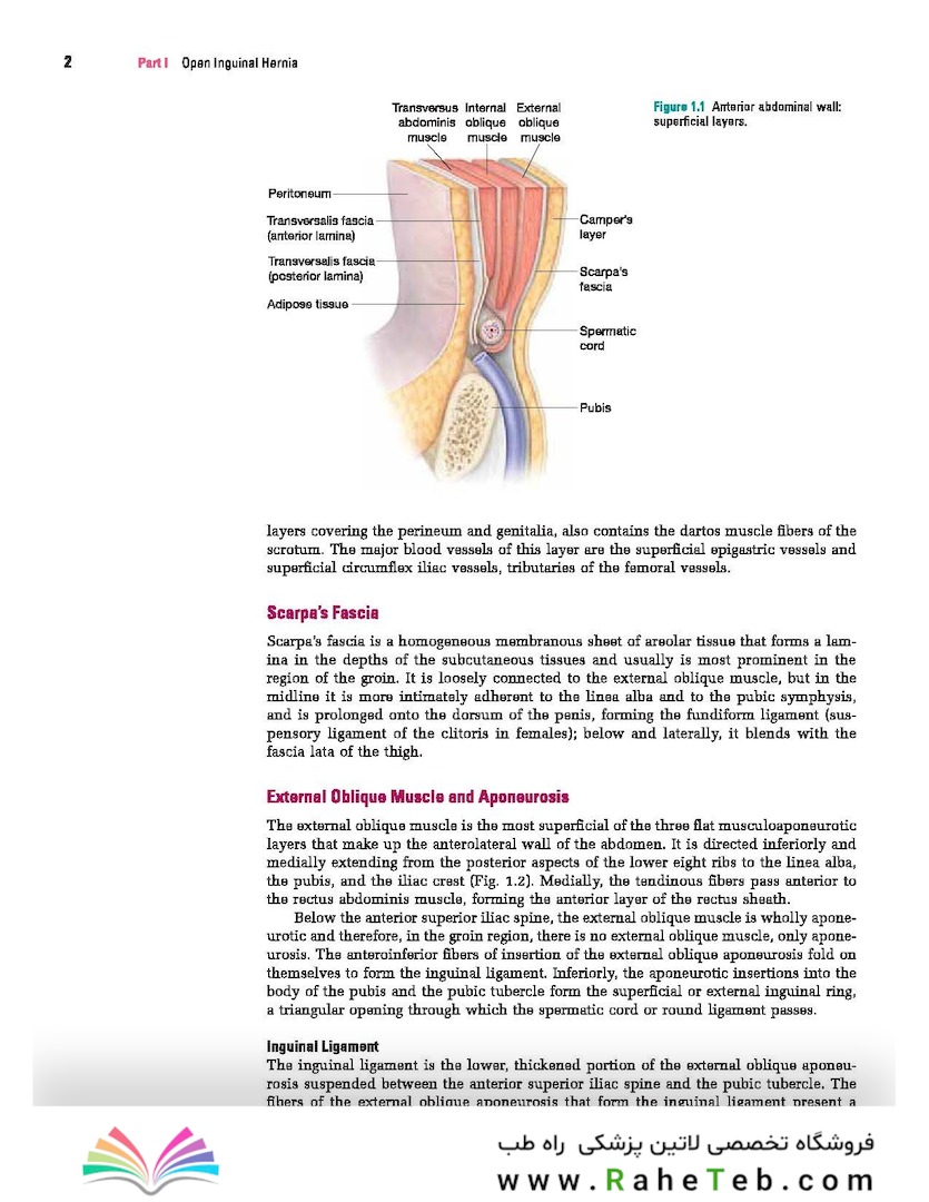 Master Techniques in Surgery: Hernia