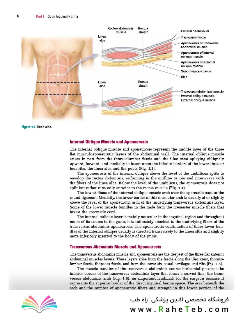 Master Techniques in Surgery: Hernia