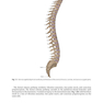 Physical Examination of the Spine 2nd Edicion