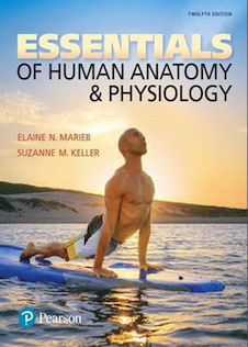 Essentials of Human Anatomy - Physiology