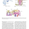 Diseases of Ear, Nose and Throat