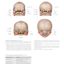 2020 Head, Neck, and Neuroanatomy (THIEME Atlas of Anatomy) 3rd Edition