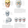 2020 Head, Neck, and Neuroanatomy (THIEME Atlas of Anatomy) 3rd Edition