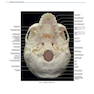 Rhoton’s Atlas of Head, Neck, and Brain