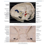 Rhoton’s Atlas of Head, Neck, and Brain