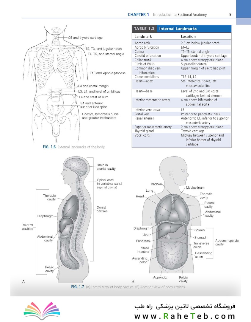 Sectional Anatomy for Imaging Professionals 4th Edition2018