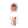 Atlas of Cardiac Surgical Techniques 2nd Edition2018 اطلس روشهای جراحی قلب
