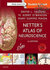 Netter’s Atlas of Neuroscience (Netter Basic Science) 3rd Edition52015