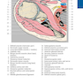 Pocket Atlas of Sectional Anatomy, Volume III, 2nd Edition 2017