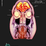 The Human Brain Book: An Illustrated Guide to its Structure, Function, and Disorders2019 مغز انسان