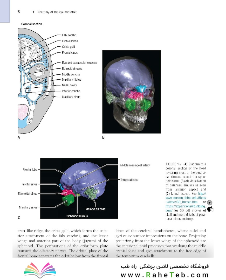 The Eye: Basic Sciences in Practice 4th Edition2015