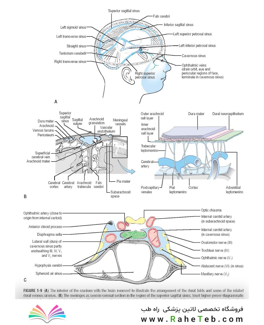 The Eye: Basic Sciences in Practice 4th Edition2015