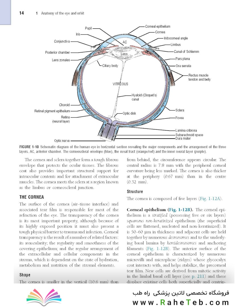 The Eye: Basic Sciences in Practice 4th Edition2015