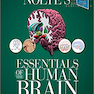 Nolte’s Essentials of the Human Brain 2nd Edition2018 مغز انسان