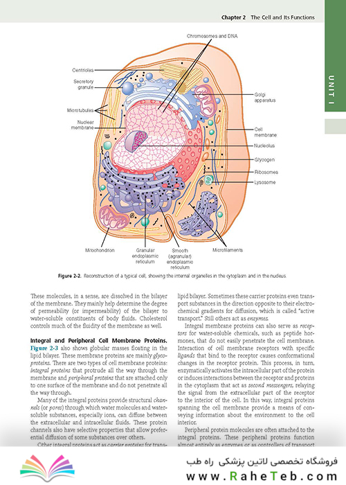 Guyton and Hall Textbook of Medical Physiology (Guyton Physiology) 13th Edition