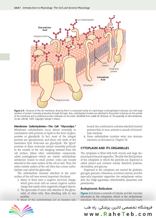 Guyton and Hall Textbook of Medical Physiology (Guyton Physiology) 13th Edition