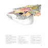 Atlas of Topographical Anatomy of the Domestic Animals 2nd Edición
