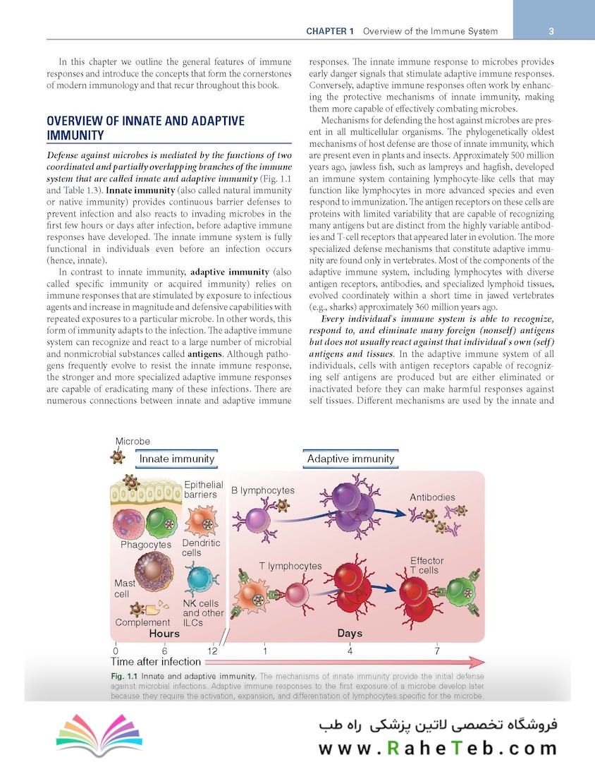 Cellular and Molecular Immunology 11th Edition