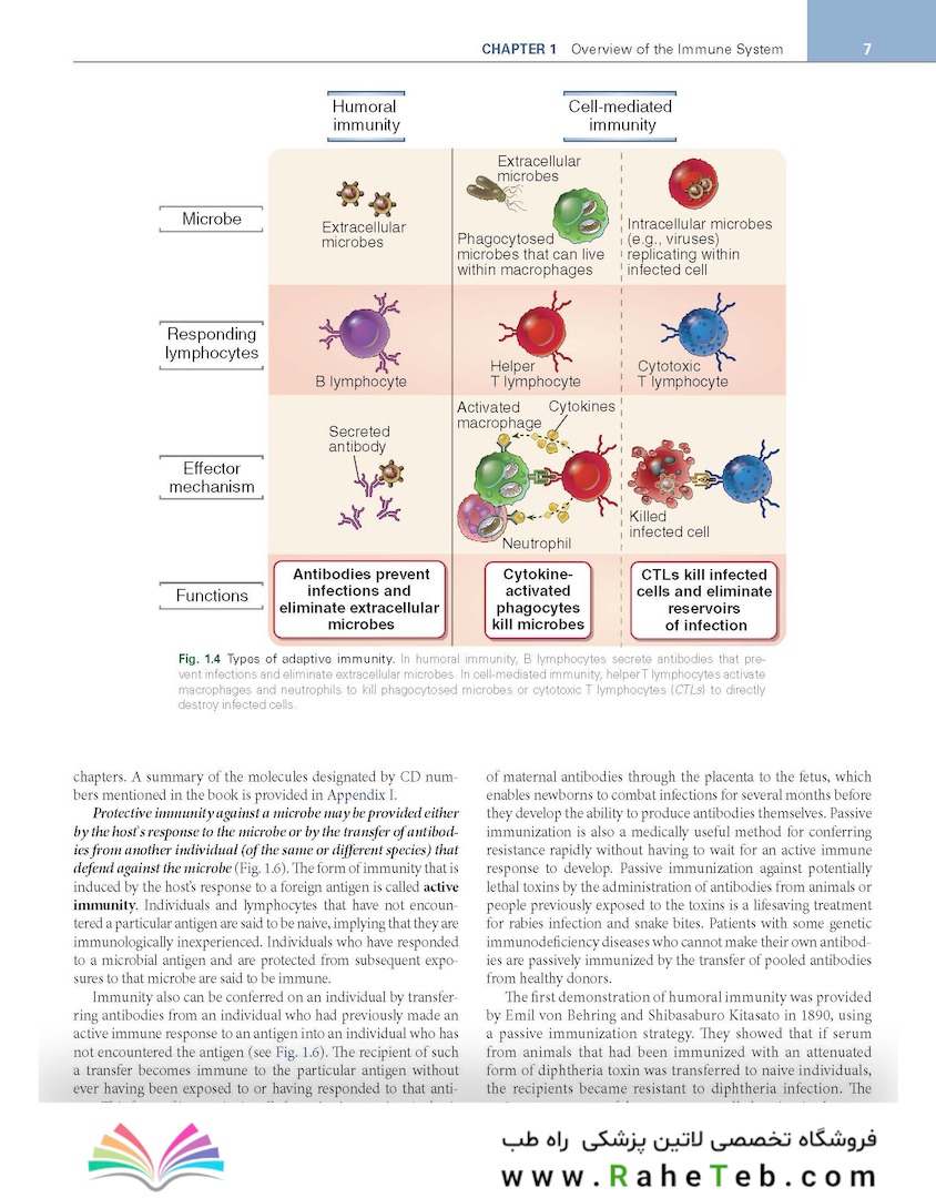Cellular and Molecular Immunology 11th Edition