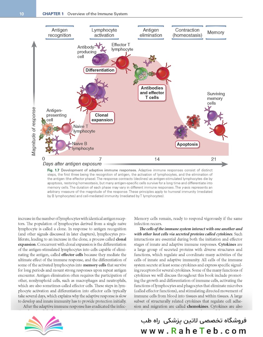 Cellular and Molecular Immunology 11th Edition