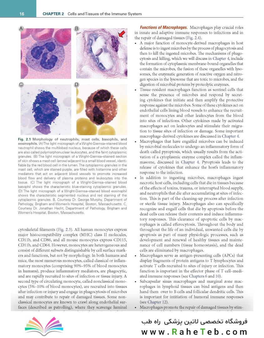 Cellular and Molecular Immunology 11th Edition