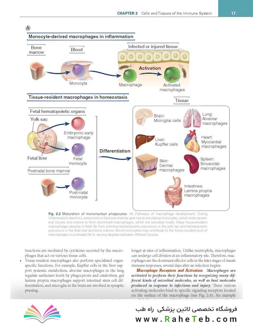 Cellular and Molecular Immunology 11th Edition