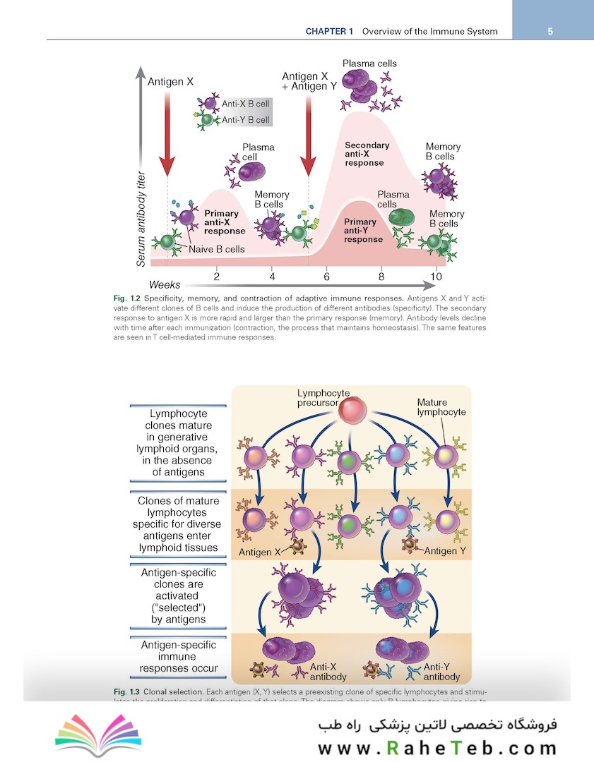 Cellular and Molecular Immunology 11th Edition
