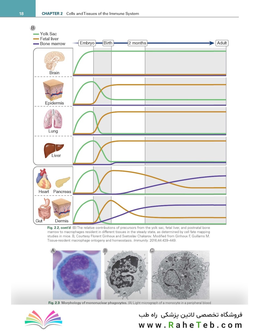 Cellular and Molecular Immunology 11th Edition