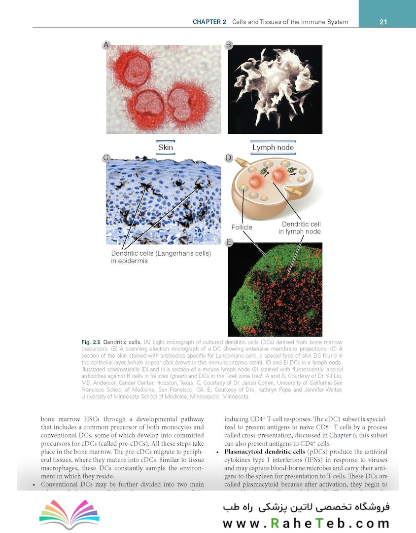 Cellular and Molecular Immunology 11th Edition