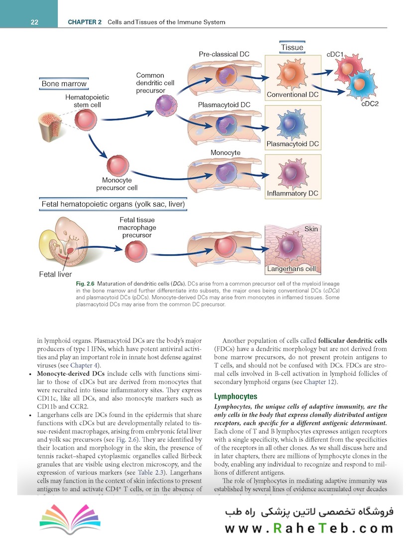 Cellular and Molecular Immunology 11th Edition
