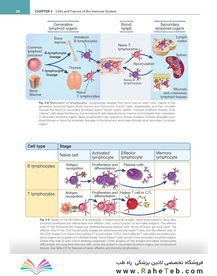 Cellular and Molecular Immunology 11th Edition