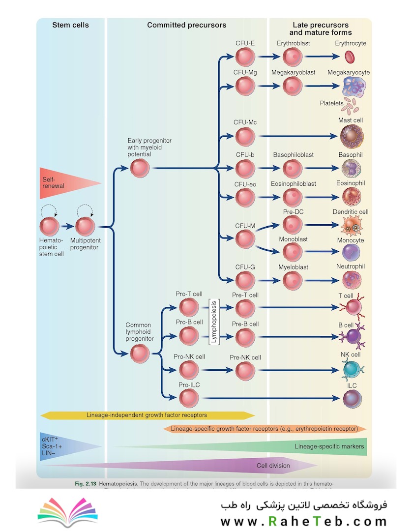 Cellular and Molecular Immunology 11th Edition