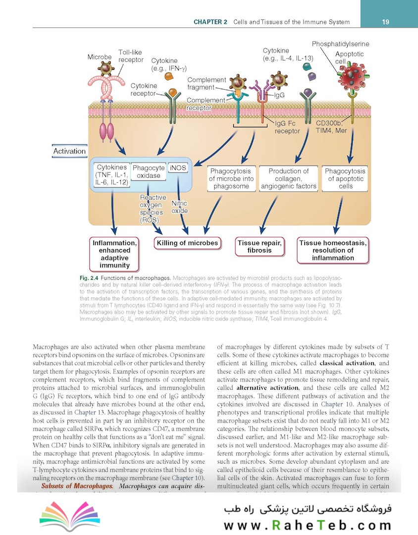 Cellular and Molecular Immunology 11th Edition